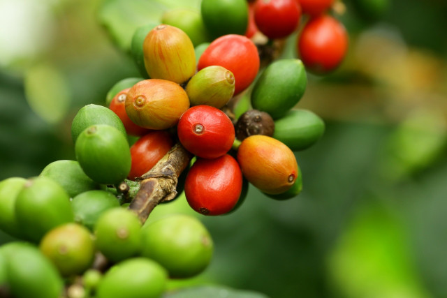 コーヒー豆の精製方法